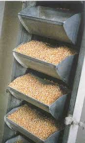 Buckets bolted to an elevator belt, each one carrying grain as it rises.