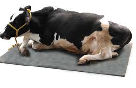 A dairy cow lying on a rubber stall mat. A dairy cow lying on a rubber stall mat.